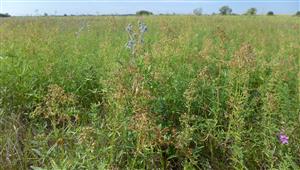 Galium boreale, Lythrum virgatum, Eryngium planum