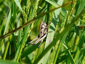 Foto Pholidoptera transylvanica