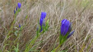 Gentiana pneumonanthe