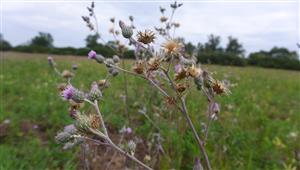 Cirsium brachycephalum