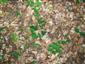 Lipovo-javorové sutinové lesy (13.6.2014)