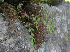 Asplenium x alternifolium