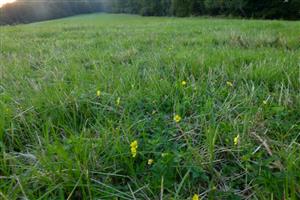 hojná Potentilla erecta, typický druh biotopu