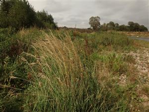 lokalita s Calamagrostis pseudophragmites