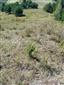 Suchomilné travinnobylinné a krovinové porasty na vápnitom podloží (*dôležité stanovištia Orchideaceae) (30.8.2015)