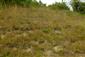 Suchomilné travinnobylinné a krovinové porasty na vápnitom podloží (*dôležité stanovištia Orchideaceae) (7.7.2015)
