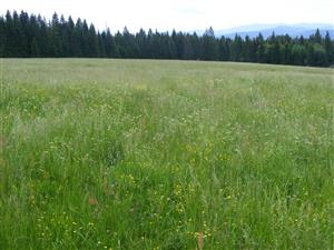 pohľad na lokalitu, porast tesne pred pastvou