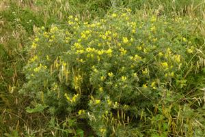 Chamaecytisus austriacus