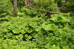 časť s Petasites hybridus