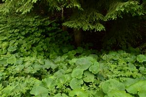 cast s Petasites albus