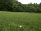 Suchomilné travinnobylinné a krovinové porasty na vápnitom podloží (*dôležité stanovištia Orchideaceae) (15.5.2015)