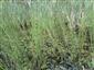 Prirodzené eutrofné a mezotrofné stojaté vody s vegetáciou plávajúcich a/alebo ponorených cievnatých rastlín typu Magnopotamion alebo Hydrocharition (25.6.2014)