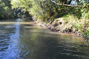 Záhorce-Selešťany, dolný okraj TML, stejná lokalita jako na foto TML_OphiCeci_018_20150830_001