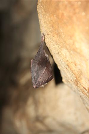 podkovár malý v zimovisku