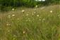Suchomilné travinnobylinné a krovinové porasty na vápnitom podloží (*dôležité stanovištia Orchideaceae) (7.7.2015)