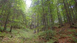 TMP3 (Malý Sokol)