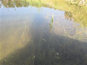 porost se Sparganium natans