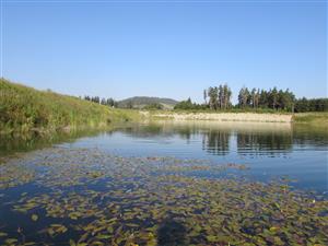 Lokalita a porost Potamogeton natans