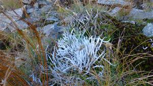Thamnolia vermicularis