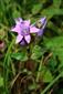 Gentianella lutescens