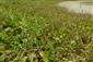 Rieky s bahnitými až piesočnatými brehmi s vegetáciou zväzov Chenopodionrubri p.p. a Bidentition p.p. (25.10.2013)