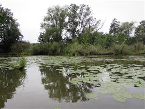 Lokalita, Z část ramene