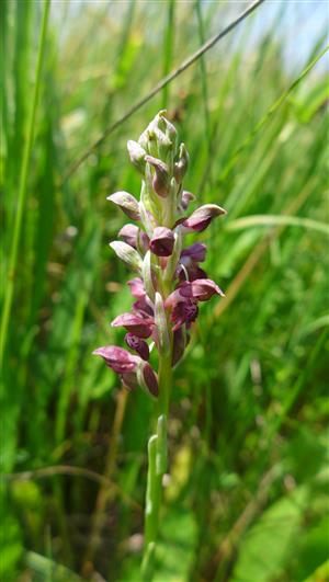 Orchis coriophora