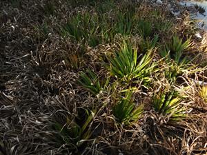 Stratiotes na lokalite