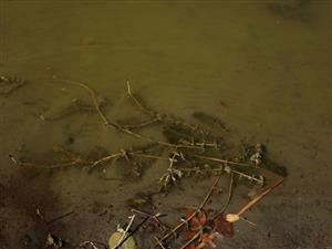 Ceratophylum, prevažujúci druh na lokalite