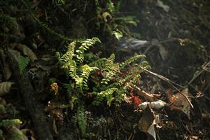 Asplenium adulterinum