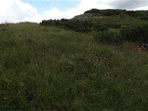 biotop Dianthus nitidus na hrebeni - pohľad na TMP