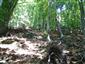 Lipovo-javorové sutinové lesy (18.6.2014)