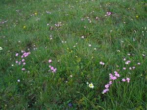 Dianthus nitidus na ploche