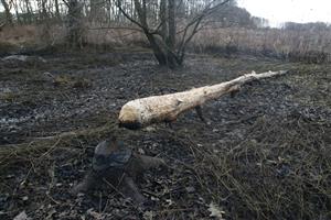 ohryz na brehu kanála