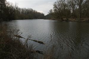 Meander VII