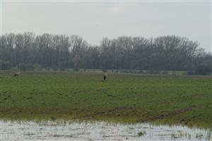 grus grus