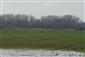 grus grus