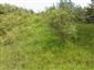 Suchomilné travinnobylinné a krovinové porasty na vápnitom podloží (*dôležité stanovištia Orchideaceae) (25.6.2014)