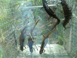 adulty Lissotriton (Triturus) vulgaris, samce, samice