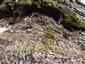 Buxbaumia viridis na TMP1