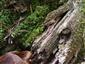 Buxbaumia viridis na TMP3