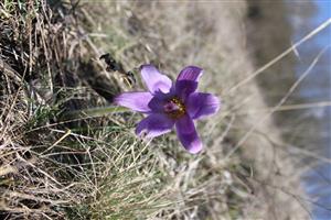 Pulsatilla grandis v TML Seleštianska stráń