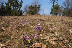 Populácia Pulsatilla grandis na kosenej časti
