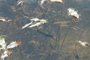 mlok vrchovský (Triturus alpestris)