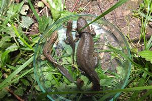 Triturs cristatus (female), Triturus montandonii (male), Lissotriton vulgaris (male)