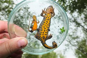 Triturs cristatus (female), Triturus montandonii (male)