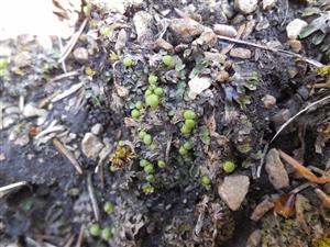 Mannia triandra