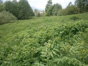 Veľká časť pôvodne vyznačenej lokality je porastená Filipendula ulmaria a Urtica dioica,preto boli hranice  lokality upravené tak, aby sa vylúčili takéto plochy.