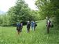 popolavec dlholistý moravský (21.5.2006)