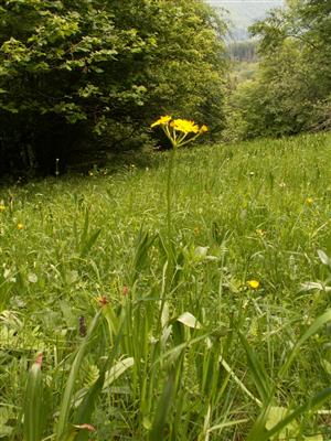 kvitnúci jedinec v biotope